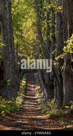 Des feuilles dorées recouvrent le sol le long d'un chemin forestier paisible entouré de grands arbres. Banque D'Images