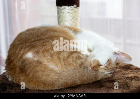 Un gingembre et un chat blanc, dormant sur son arbre à chat Banque D'Images