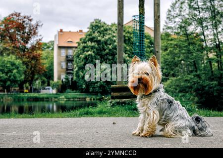 Un Yorkshire terrier est assis sur un chemin dans un parc de la ville. Photo de haute qualité Banque D'Images