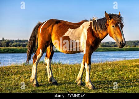 Repéré cheval pâturant sur la rive d'une rivière bleue à la lumière du soleil couchant. Ciel bleu sans nuages. Motifs ruraux. Banque D'Images