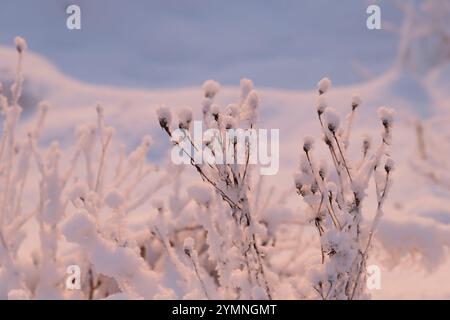 Un paysage hivernal serein et rêveur avec des plantes couvertes de neige douce et poudreuse. La lumière du soleil en fin d'après-midi crée une teinte chaude et rose doré. Banque D'Images