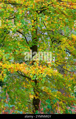 Hêtres dans une forêt à l'approche de l'automne, montrant des feuilles vertes, brunes et jaunes Banque D'Images