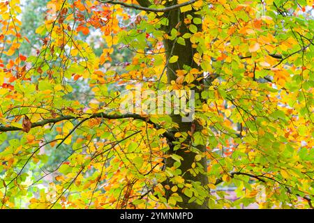Gros plan d'un hêtre à l'approche de l'automne, montrant des feuilles vertes, brunes et jaunes Banque D'Images