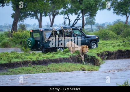 Lion mâle repose sur la rive de la rivière en camion Banque D'Images