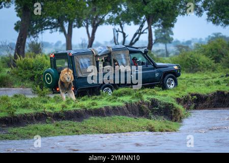 Lion mâle se tient derrière une jeep sur la rive Banque D'Images