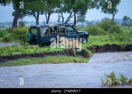 Lion mâle repose sur la rive près de la jeep Banque D'Images