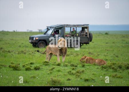 Le lion mâle se tient à côté de la lionne près de la jeep Banque D'Images