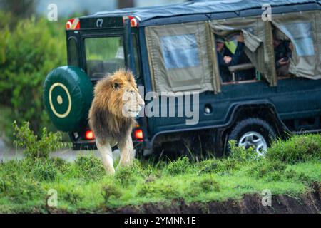 Lion mâle se tient près d'une jeep sur la rive Banque D'Images