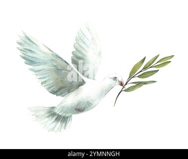 Pigeon avec branche vert olive. Colombe blanche volante, symbole de paix, signe religieux. Aquarelle illustration dessinée à la main pour la carte, invitation pour Banque D'Images