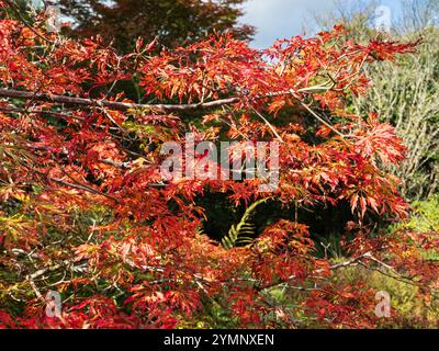 Feuillage rouge vif et orange d'automne de l'érable japonais rustique Acer japonicum 'Green Cascade' Banque D'Images