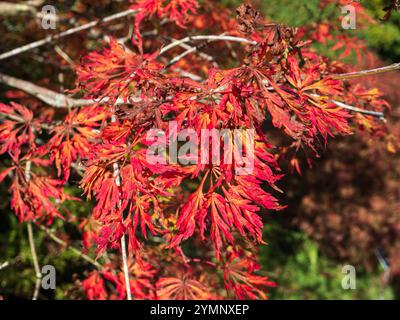 Feuillage rouge vif et orange d'automne de l'érable japonais rustique Acer japonicum 'Green Cascade' Banque D'Images