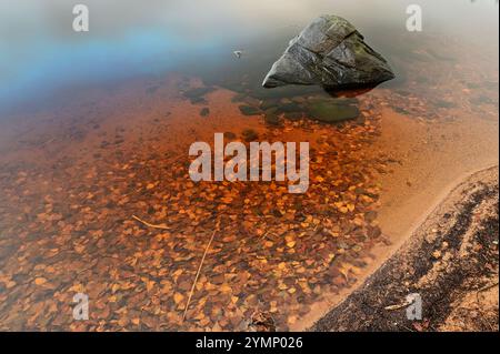 une scène sereine et artistique au bord du lac avec des eaux claires et peu profondes avec des feuilles d'automne éclatantes dispersées sur le fond sablonneux. Un gros rocher fait saillie Banque D'Images