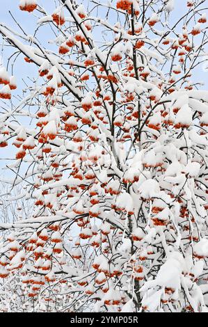 une vue rapprochée d'un arbre lourdement chargé de neige, accentuant les grappes de baies orange vif qui se démarquent vivement contre la neige blanche et pa Banque D'Images