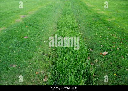 Drainage de cour d'une pelouse, Allemagne Banque D'Images