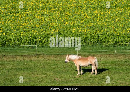 Un cheval Haflinger, ou Avelignese, est debout devant un tournesol commun (Helianthus annuus), champ en octobre comme culture de couverture ou culture de capture, rural l Banque D'Images