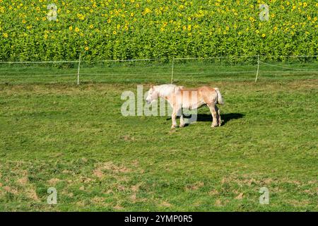 Un cheval Haflinger, ou Avelignese, est debout devant un tournesol commun (Helianthus annuus), champ en octobre comme culture de couverture ou culture de capture, rural l Banque D'Images