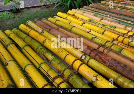 Radeau vert bambou. Texture de bambou vert. Beau fond naturel. Banque D'Images