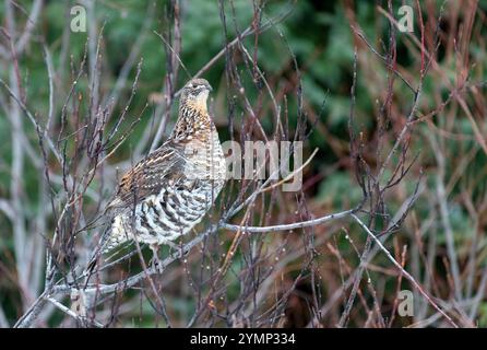 Tétras à volants femelles (Bonasa umbellus) perché sur une petite branche, dans la forêt en automne Banque D'Images