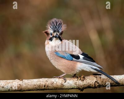 Aberystwyth, Ceredigion, pays de Galles, Royaume-Uni. 22 novembre 2024. Alors que la tempête Bert approche un jay pose alors que le vent croissant balaie ses plumes. Crédit : Phil Jones/Alamy Live News Banque D'Images