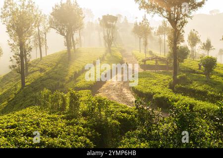 Tea Estate dans la brume du matin, Hapatule, Southern Highlands, Sri Lanka Banque D'Images