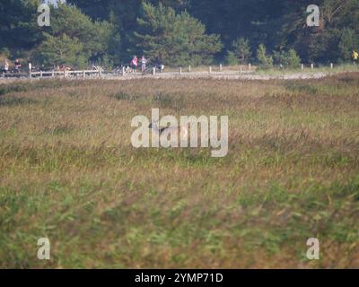 Un cerf rouge Cervus elaphus se trouve dans les dunes de roseaux de Darßer Orts près de Prerow dans le parc national du paysage de la lagune de Poméranie occidentale Banque D'Images