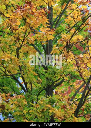 Cadre vertical, fond, toile de fond, feuilles d'automne, érable, branches, jaune doré, orange, vert. Banque D'Images