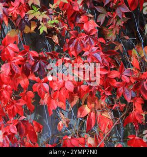 Cadre carré, gros plan de feuilles rouges éclatantes, Virginia Creeper, toile de fond lumineuse. Banque D'Images