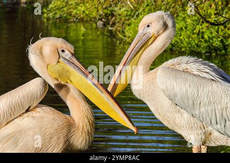 Londres, Royaume-Uni. 22 novembre 2024. Les six grands pélicans blancs (Pelecanus onocrotalus) résidant à St James' Park profitent clairement de leur journée en se prélassant sous le beau soleil, avant de se nourrir quotidiennement avec des poissons par l'un des rangers du parc. Les pélicans, nommés Gargi, Isla, Tiffany, Sun, Moon et Star errent librement dans le parc, mais sont pris en charge par le personnel des parcs royaux qui se soucie beaucoup de leur bien-être. Crédit : Imageplotter/Alamy Live News Banque D'Images