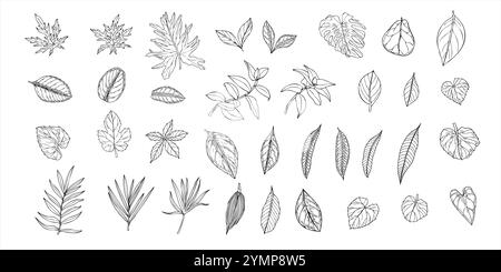 Ensemble de feuilles tropicales vecteur illustration isolée peinte par des encres noires. Dieffenbachia, Ficus, calathea, monstera, ctenanta feuillage graphi réalistes Illustration de Vecteur