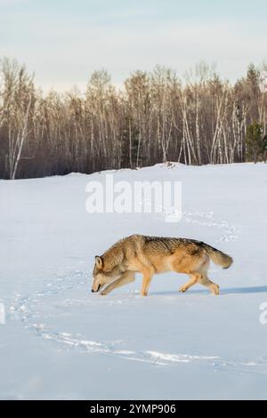 Loup gris (Canis lupus) renifle sur les pistes sortant des bois hiver - animal captif Banque D'Images