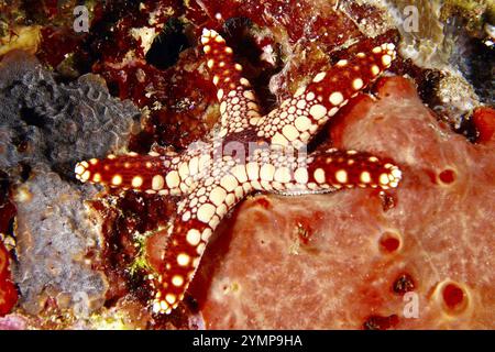 Étoiles de mer rouges et beiges, étoiles de mer perlées (Fromia monilis), sur récif corallien coloré, site de plongée Toyapakeh, Nusa Ceningan, Nusa Penida, Bali, Indonésie, AS Banque D'Images