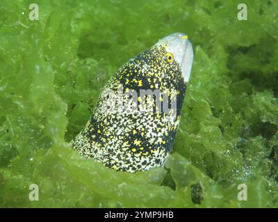 Une moraie avec un motif jaune, moraie tachetée en étoile (Echidna nebulosa), jetant un coup d'œil sur les algues vertes, site de plongée secret Bay, Gilimanuk, Bali, Indon Banque D'Images