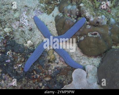 Étoile de mer bleue (Linckia laevigata bleue) sur le récif corallien, entourée d'algues et de structures de fond marin, spécimen rare avec seulement 4 bras, site de plongée Twin Reef, Banque D'Images