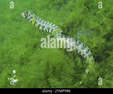 Une moraie, moraie ponctuée d'étoiles (Echidna nebulosa), se faufilant à travers des algues vertes denses, site de plongée secret Bay, Gilimanuk, Bali, Indonésie, Asie Banque D'Images