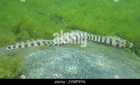 Une moraie mouchetée, une moraie étoilée repérée (Echidna nebulosa), se déplaçant à travers les fonds marins, site de plongée secret Bay, Gilimanuk, Bali, Indonésie, Asie Banque D'Images