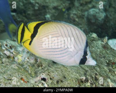 Un poisson élégant avec des rayures jaunes et noires, papillons vagabonds (Chaetodon vagabundus), nageant devant les coraux, site de plongée Gondol Reef, Gondol, Bal Banque D'Images