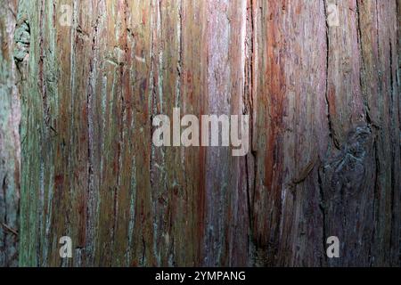 Vue rapprochée de la texture de détail de l'arbre de cèdre rouge vif Banque D'Images