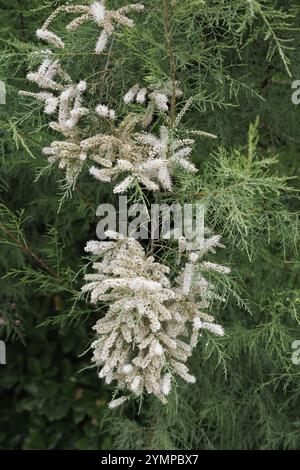 Tamarisk, Tamarix gallica, floraison à Padstow Cornwall Banque D'Images