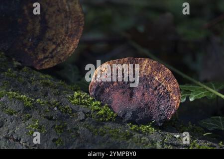 Sunlit Red-Belted Bracket, Fomitopsis pinicola, champignon poussant sur un arbre mort Banque D'Images