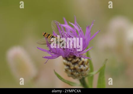 hoverfly des bois (Episyrphus balteatus), est assis dans une prairie knapweed, boit nectar, haute-Franconie, Allemagne, Europe Banque D'Images