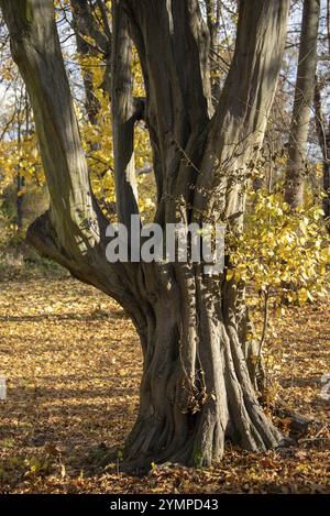 Hornbeam, vieil arbre noueux dans le feuillage d'automne, Magdebourg, Saxe-Anhalt, Allemagne, Europe Banque D'Images