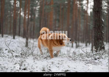 Shiba inu chien secoue la neige de sa fourrure dans la forêt de pins couverte de première neige. Banque D'Images