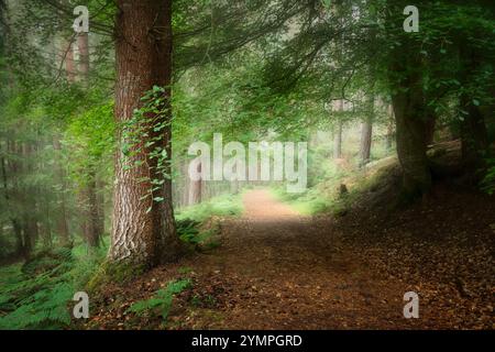 Les bois de Dores près du Loch Ness, en Écosse Banque D'Images