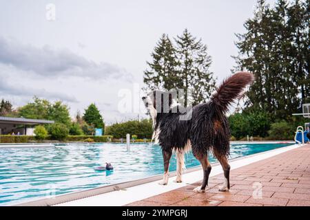 Un chien collie humide debout au bord de la piscine, mettant en valeur le plaisir et le plaisir. Entouré d'arbres, il capture un moment joyeux en plein air. Banque D'Images