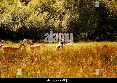 Cerfs à New Forest, Hampshire, Angleterre, Royaume-Uni. Banque D'Images