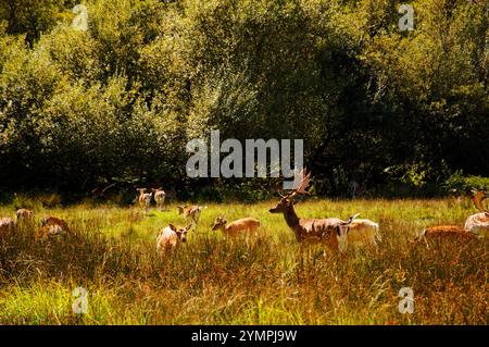 Cerfs à New Forest, Hampshire, Angleterre, Royaume-Uni. Banque D'Images