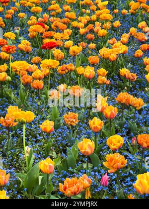Tulipes orangères et myosotis sylvatica bleue en fleur Banque D'Images