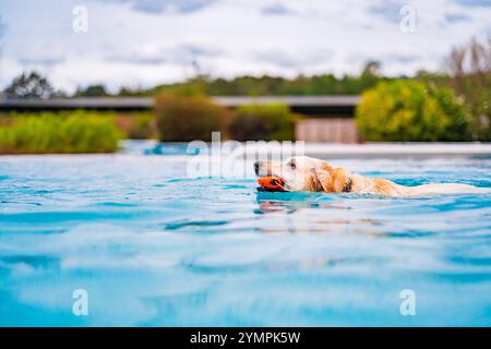 Un Golden retriever profite d'une baignade rafraîchissante dans une piscine, récupérant de manière ludique une balle orange. La scène extérieure reflète une chaleur et un soleil joyeux et animés Banque D'Images