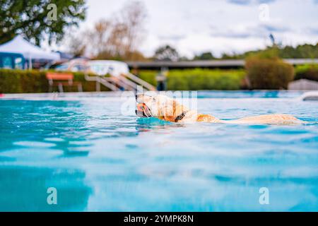 Amical Golden retriever apprécie une baignade rafraîchissante dans une piscine, récupérant de manière ludique une boule orange. L'environnement extérieur reflète une hapiness et liv Banque D'Images