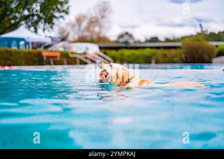 Un Golden retriever profite d'une baignade rafraîchissante dans une piscine, récupérant de manière ludique une balle orange. La scène extérieure reflète un atmo estival joyeux et animé Banque D'Images